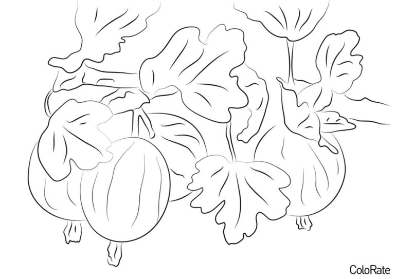 Раскраски Крыжовник для детей распечатать на А4 и скачать