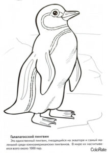 Галапагосский пингвин бесплатная раскраска - Красная книга