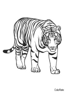 Тигры распечатать раскраску - Реалистичный тигр
