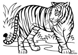 Тигр в джунглях раскраска распечатать на А4 - Тигры