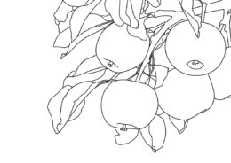 Яблоко бесплатная разукрашка - Ветка яблони