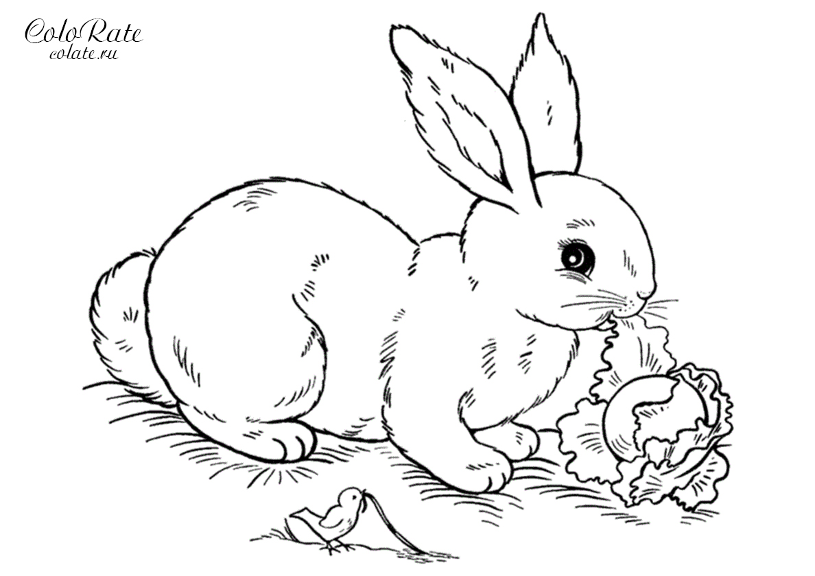 Раскраска Реалистичный крольчонок распечатать - Зайцы, кролики