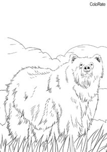 Аляскинский гризли (Медведи) бесплатная раскраска на печать