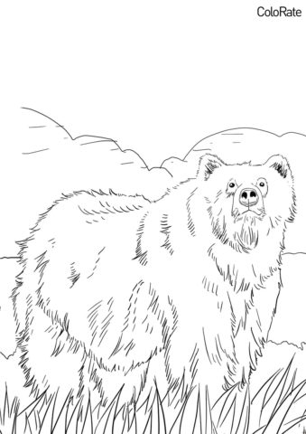 Аляскинский гризли (Медведи) бесплатная раскраска на печать