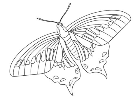 Анисовый ласточкин хвост (Бабочки) бесплатная раскраска на печать