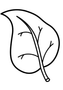Раскраска Березовый листок - Листья