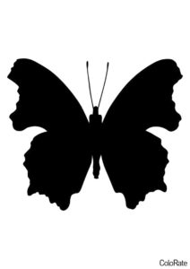 Большекрылая бабочка (Трафареты бабочек) трафарет для печати и загрузки