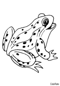 Бесплатная раскраска Бородавчатая лягушка - Лягушки и лягушата