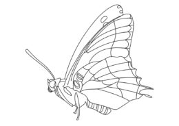Булавоусая бабочка (Бабочки) бесплатная раскраска
