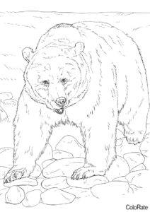 Бурый медведь - Медведи раскраска распечатать на А4