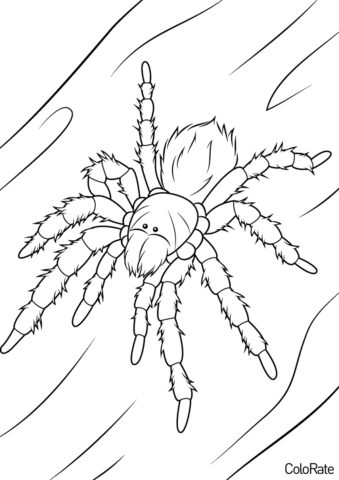 Чилийский розовый тарантул - Пауки раскраска распечатать на А4