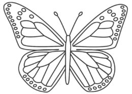 Раскраска Данаида монарх распечатать на А4 и скачать - Бабочки