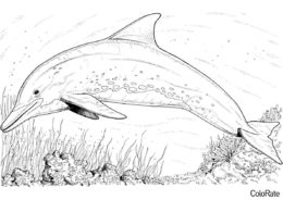 Разукрашка Дельфин на глубине морской распечатать на А4 и скачать - Дельфины
