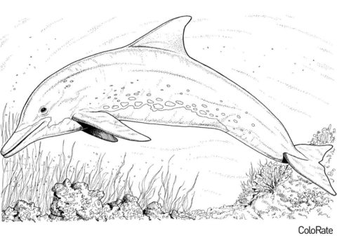 Разукрашка Дельфин на глубине морской распечатать на А4 и скачать - Дельфины