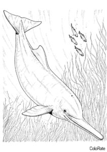 Дельфин в подводном мире распечатать раскраску - Дельфины