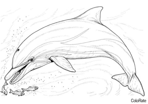 Разукрашка Дельфин в воде распечатать на А4 - Дельфины