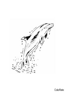 Дельфины распечатать раскраску на А4 - Дельфин выпрыгнул из воды