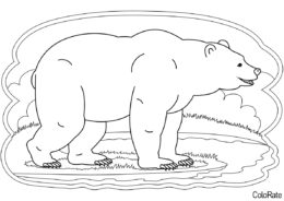 Раскраска Довольный медведь распечатать на А4 - Медведи