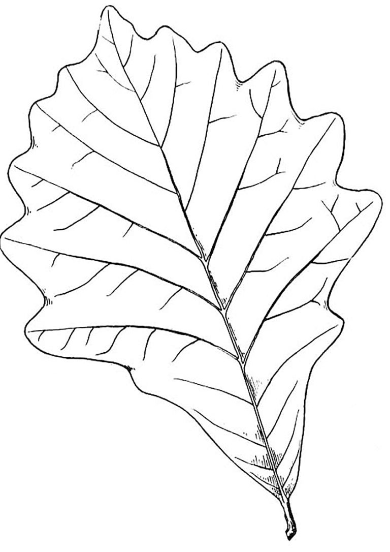 Раскраска Дубовый листок широколиственного леса распечатать - Листья