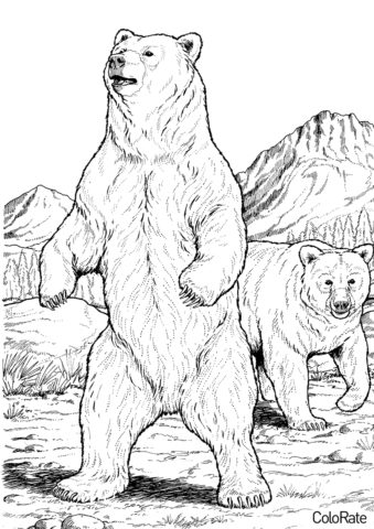 Медведи распечатать раскраску на А4 - Два американских гризли