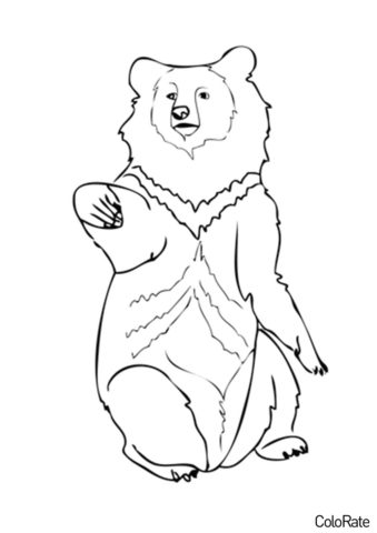 Раскраска Гималайский медведь распечатать на А4 и скачать - Медведи