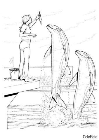Разукрашка Женщина кормит дельфинов распечатать на А4 и скачать - Дельфины