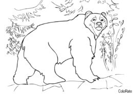 Бесплатная раскраска Кадьякский медведь - Медведи