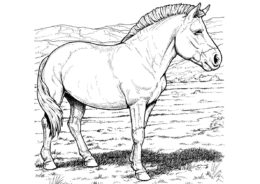 Коренастый пони распечатать разукрашку бесплатно - Лошади и пони