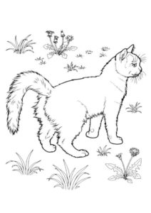 Кошка на прогулке - Коты, кошки, котята раскраска распечатать на А4