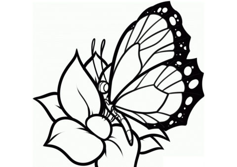 Бабочки бесплатная раскраска распечатать на А4 - Красавица на цветке