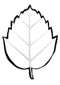Раскраска Листок пышного дерева граб - Листья