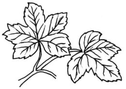 Распечатать раскраску Листья широколиственного леса - Листья
