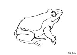 Лягушка - вид сбоку (Лягушки и лягушата) бесплатная раскраска