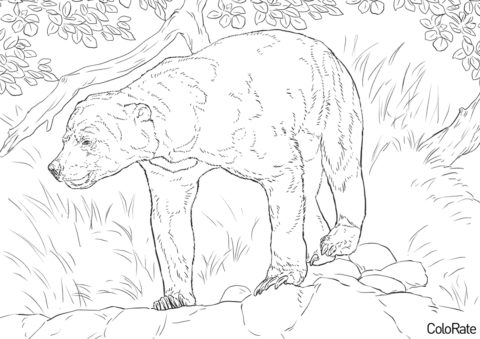 Малайский медведь - Медведи распечатать раскраску на А4