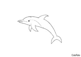 Маленький дельфин - Дельфины распечатать раскраску на А4