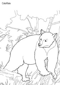 Медведь Кермода раскраска распечатать бесплатно на А4 - Медведи