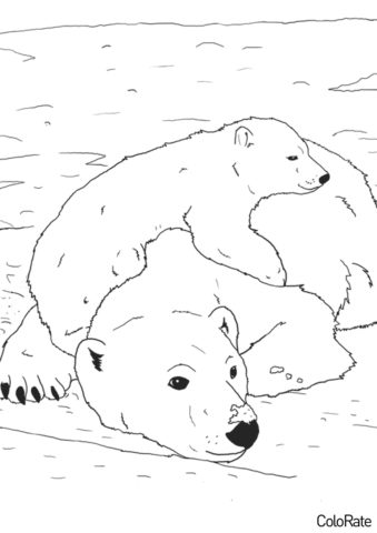Медведи бесплатная раскраска - Медведи на снегу