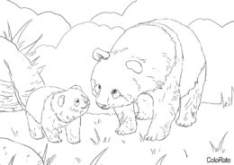 Милые панды - Медведи раскраска распечатать на А4
