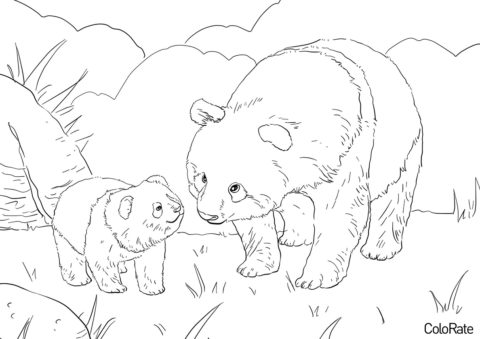 Милые панды - Медведи раскраска распечатать на А4