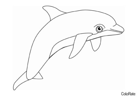 Раскраска Милый дельфинчик - Дельфины