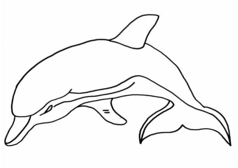 Небольшой дельфинчик (Дельфины) распечатать бесплатную раскраску