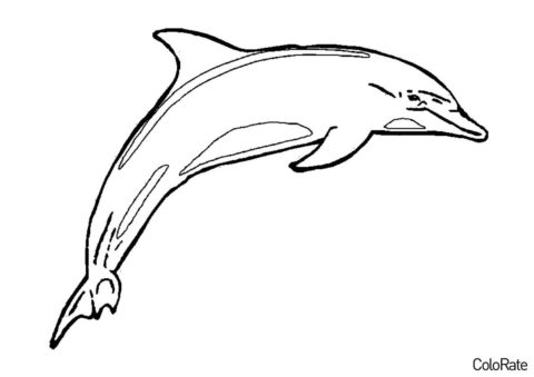 Разукрашка Обитатель глубин распечатать и скачать - Дельфины