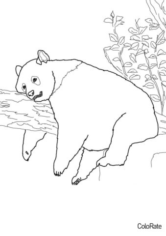 Раскраска Одно из любимых занятий распечатать на А4 - Медведи