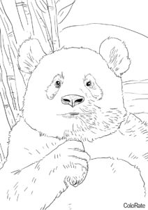 Медведи бесплатная раскраска - Панда