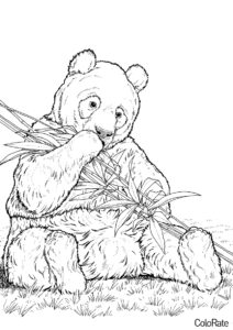 Бесплатная раскраска Панда кушает распечатать на А4 и скачать - Медведи