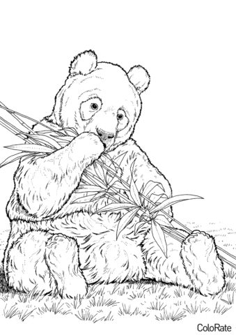 Бесплатная раскраска Панда кушает распечатать на А4 и скачать - Медведи