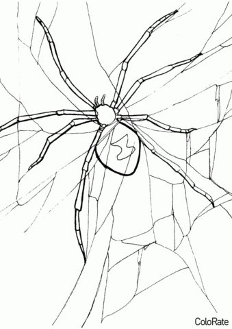 Пауки бесплатная разукрашка - Паук на паутине
