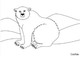 Распечатать раскраску Полярный медведь - Медведи