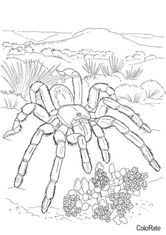 Пауки распечатать раскраску на А4 - Пустынный тарантул