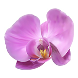 Распечатать раскраски орхидей бесплатно на А4